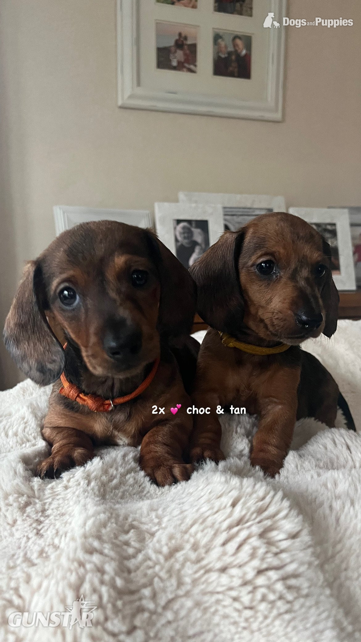 Dachshund Miniature Dapple KC Registered  
