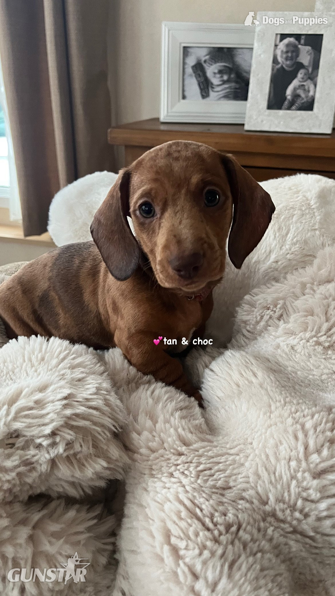  Dachshund Miniature Dapple KC Registered 