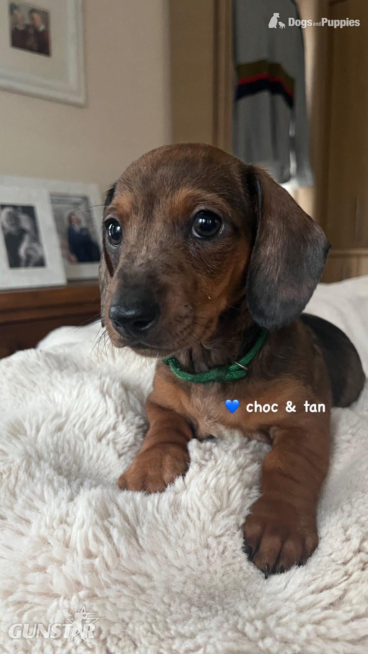 Dachshund Miniature Dapple KC Registered  - {CATEGORY}