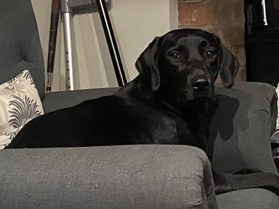 Black Labrador puppies