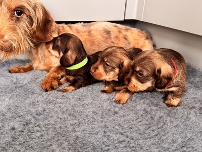 Beautiful miniature wire hair dachshund
