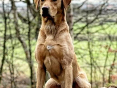 FIELD TRAIL CHAMPION KC HEALTH TESTED YELLOW LAB PUPS VERY WELL BRED