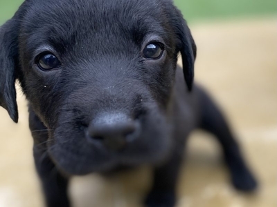 Black KC Labrador Puppies
