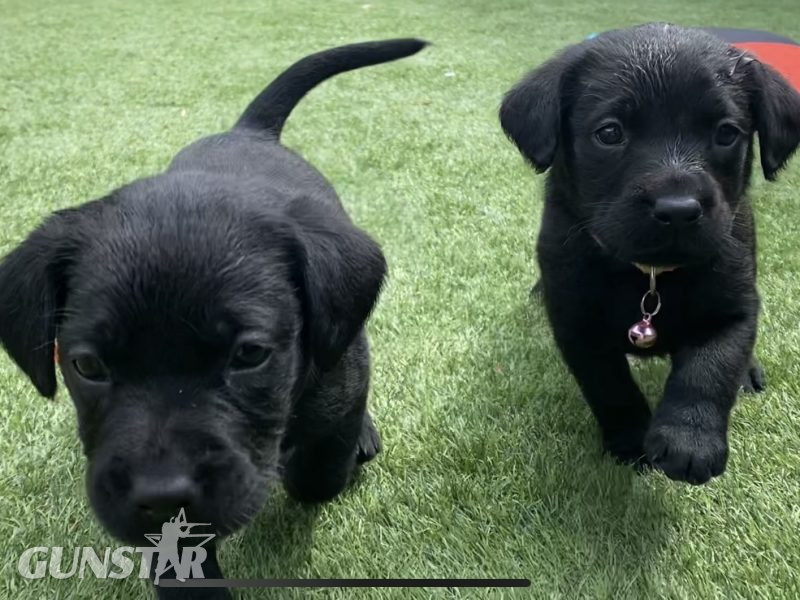  Black KC Labrador Puppies