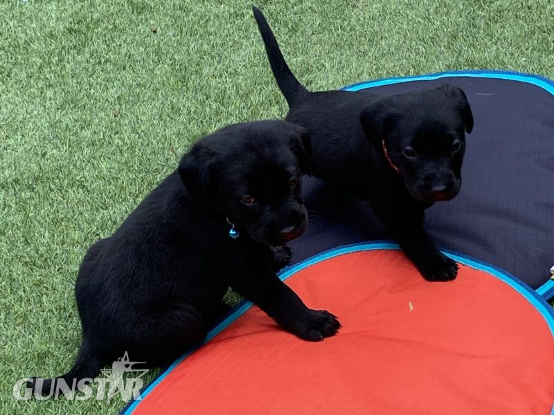 {CATEGORY} - Black KC Labrador Puppies