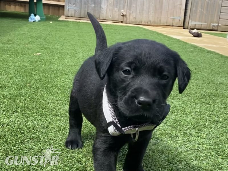 {CATEGORY} - Black KC Labrador Puppies in 