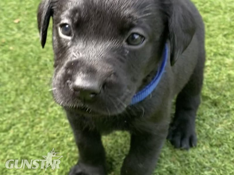 Black KC Labrador Puppies