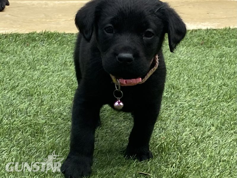 Black KC Labrador Puppies - {CATEGORY} in 