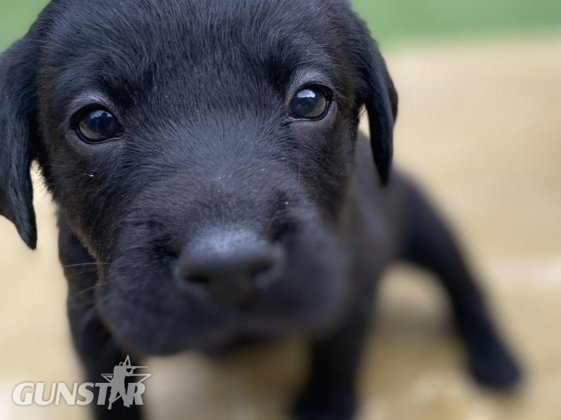 Black KC Labrador Puppies in 