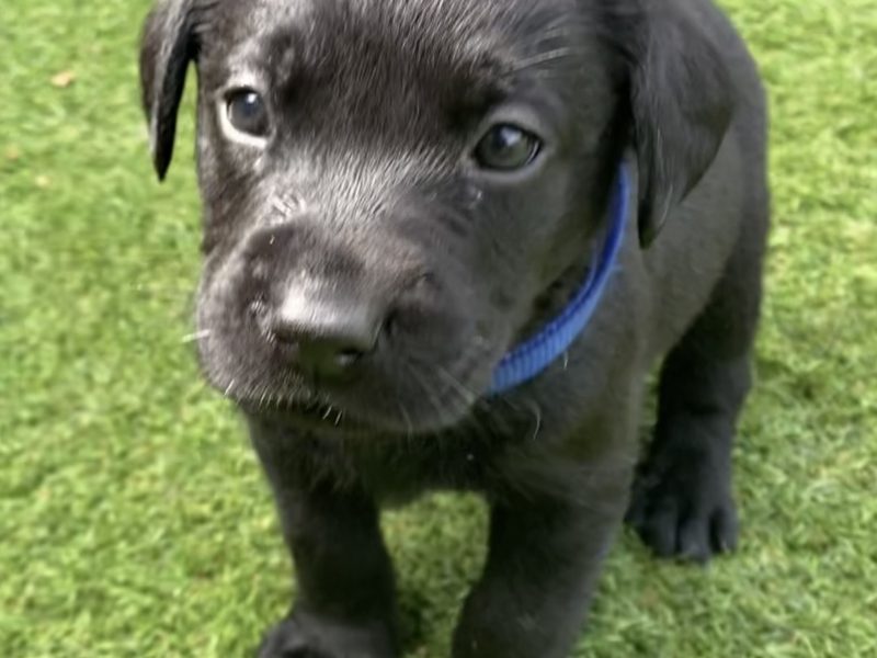Black KC Labrador Puppies