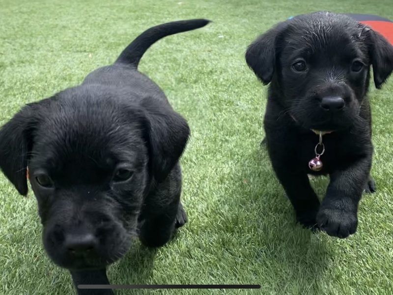  Black KC Labrador Puppies