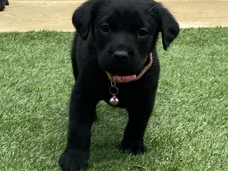 Black KC Labrador Puppies - {CATEGORY} in 