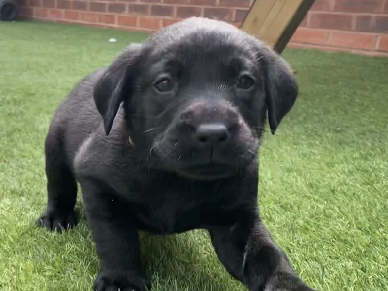 Black KC Labrador Puppies - {CATEGORY}