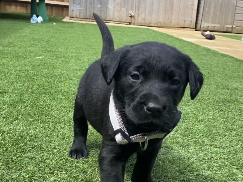 {CATEGORY} - Black KC Labrador Puppies in 