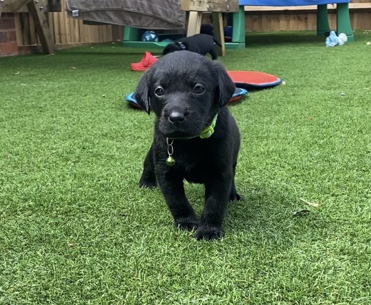 {CATEGORY} - Black KC Labrador Puppies