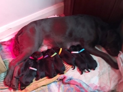 KC Registered Black Labrador Retriever Puppies FTCH Bloodlines