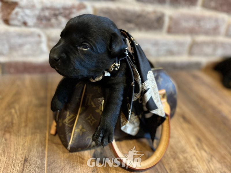 Beautiful Labrador Puppies in 