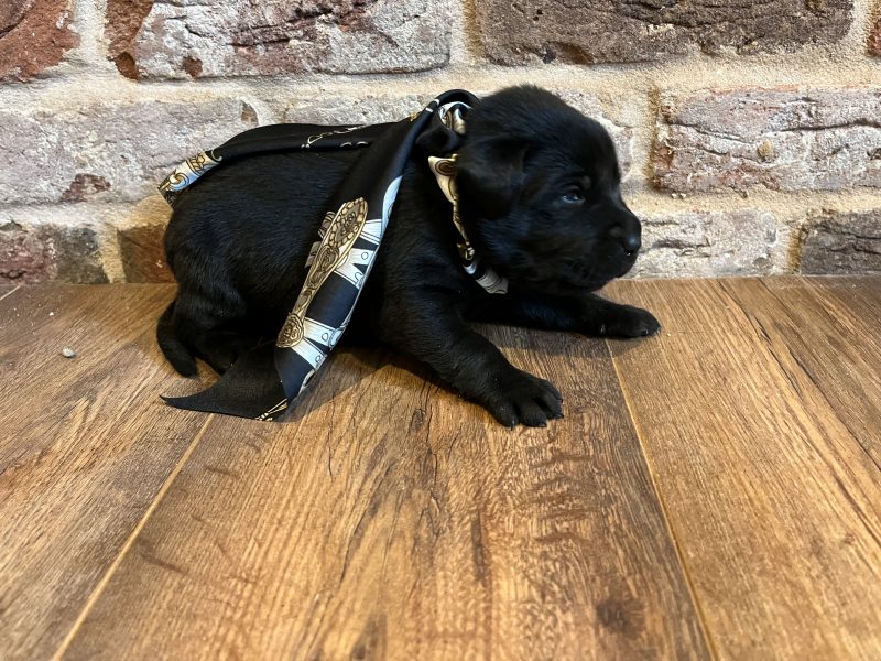 Beautiful Labrador Puppies - {CATEGORY} in 