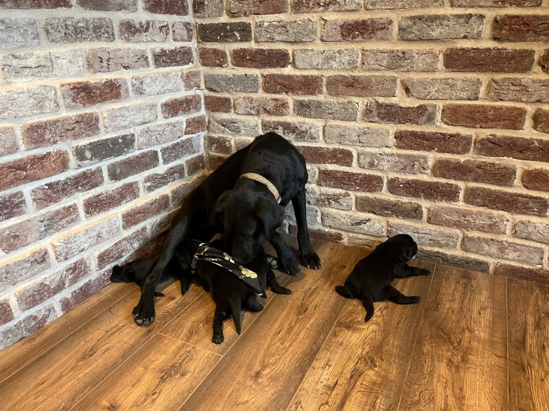 Beautiful Labrador Puppies - {CATEGORY}