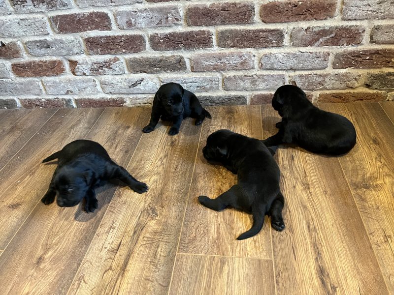 {CATEGORY} - Beautiful Labrador Puppies in 
