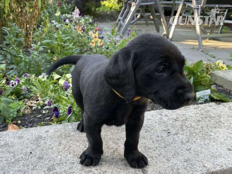 {CATEGORY} - KC Registered Labradors in 
