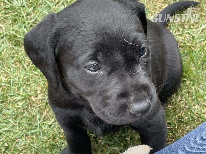 KC Registered Labradors