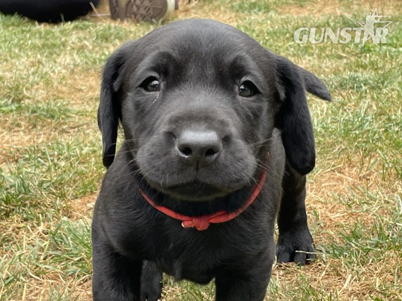 KC Registered Labradors - {CATEGORY}