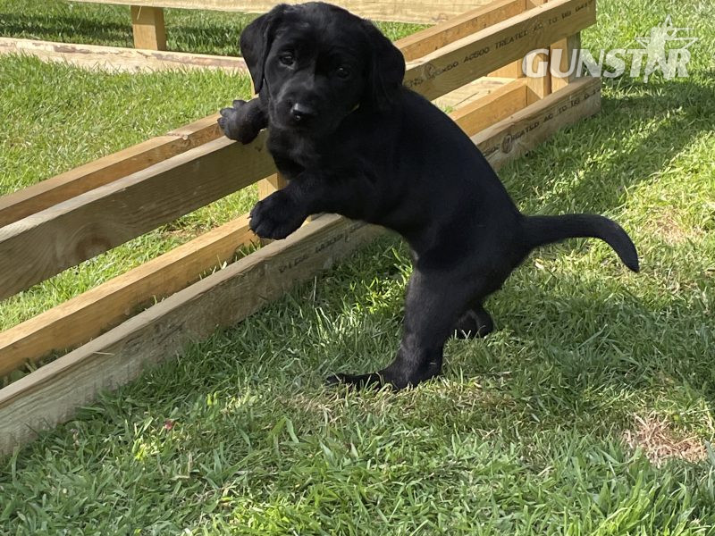 KC Registered Labradors in 
