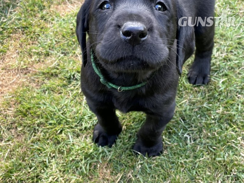 KC Registered Labradors - {CATEGORY} in 
