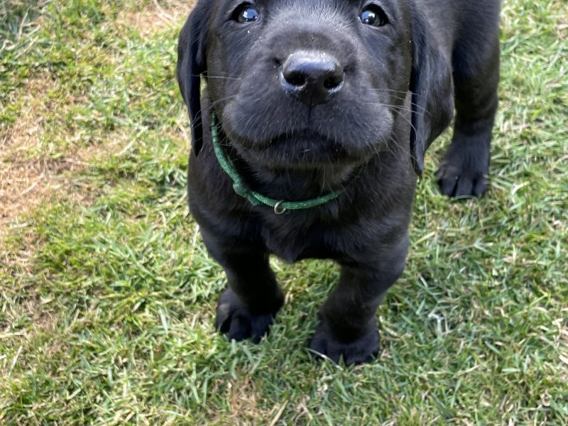 KC Registered Labradors - {CATEGORY} in 