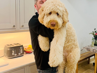 3 Premium DNA Tested, Multigenerational, Large Double Doodle Boys