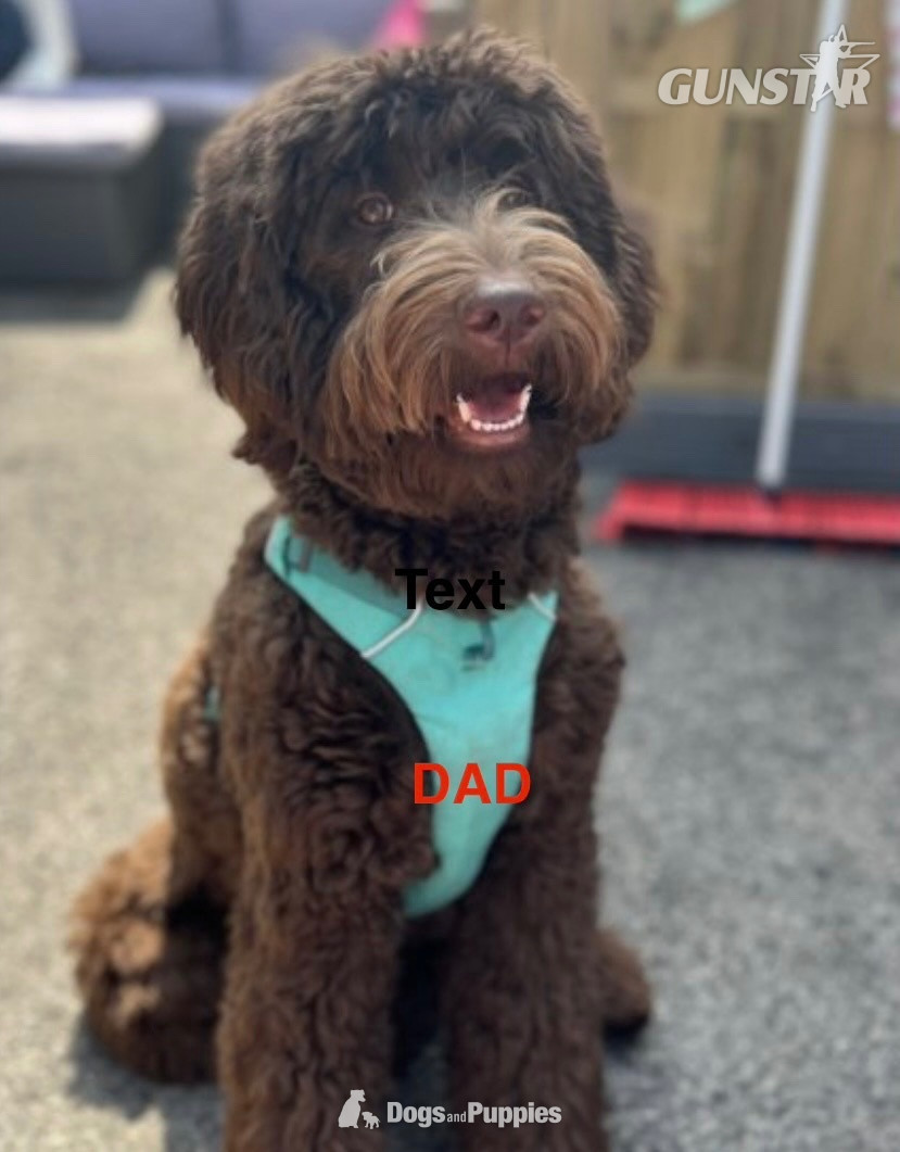3 Premium DNA Tested, Multigenerational, Large Double Doodle Boys - {CATEGORY}