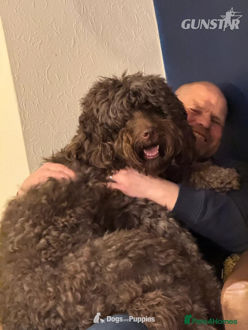 3 Premium DNA Tested, Multigenerational, Large Double Doodle Boys 