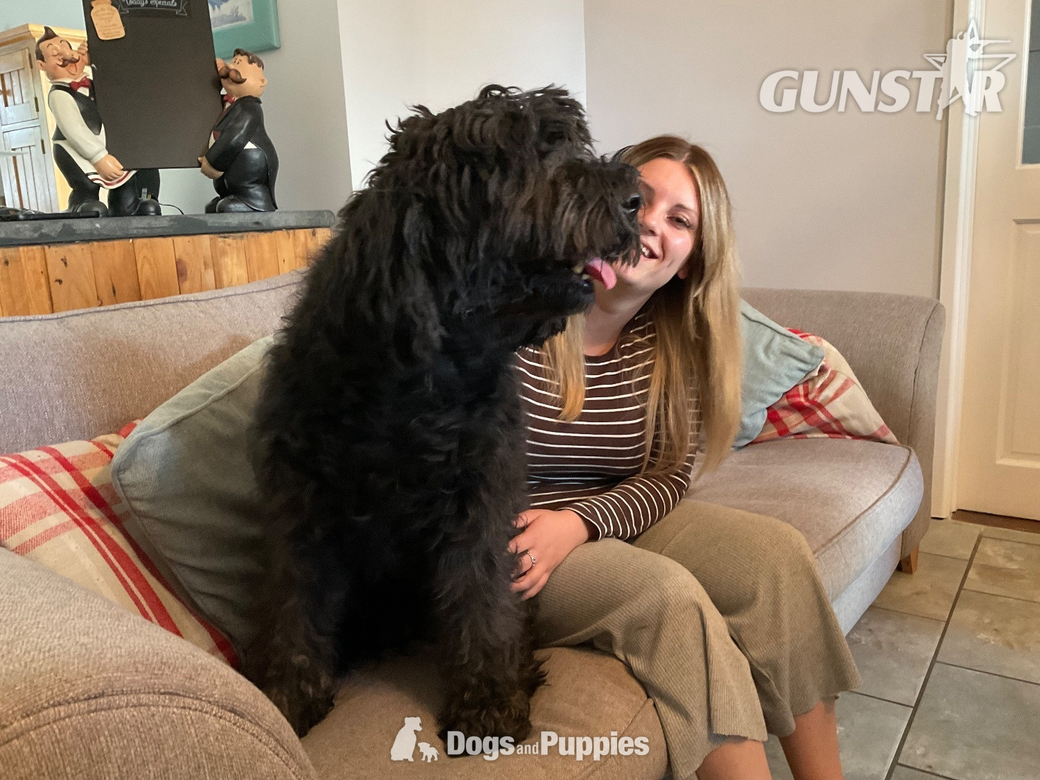 3 Premium DNA Tested, Multigenerational, Large Double Doodle Boys - {CATEGORY} in 