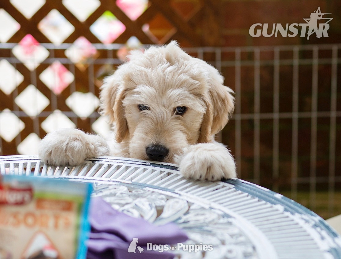 {CATEGORY} - 3 Premium DNA Tested, Multigenerational, Large Double Doodle Boys in 
