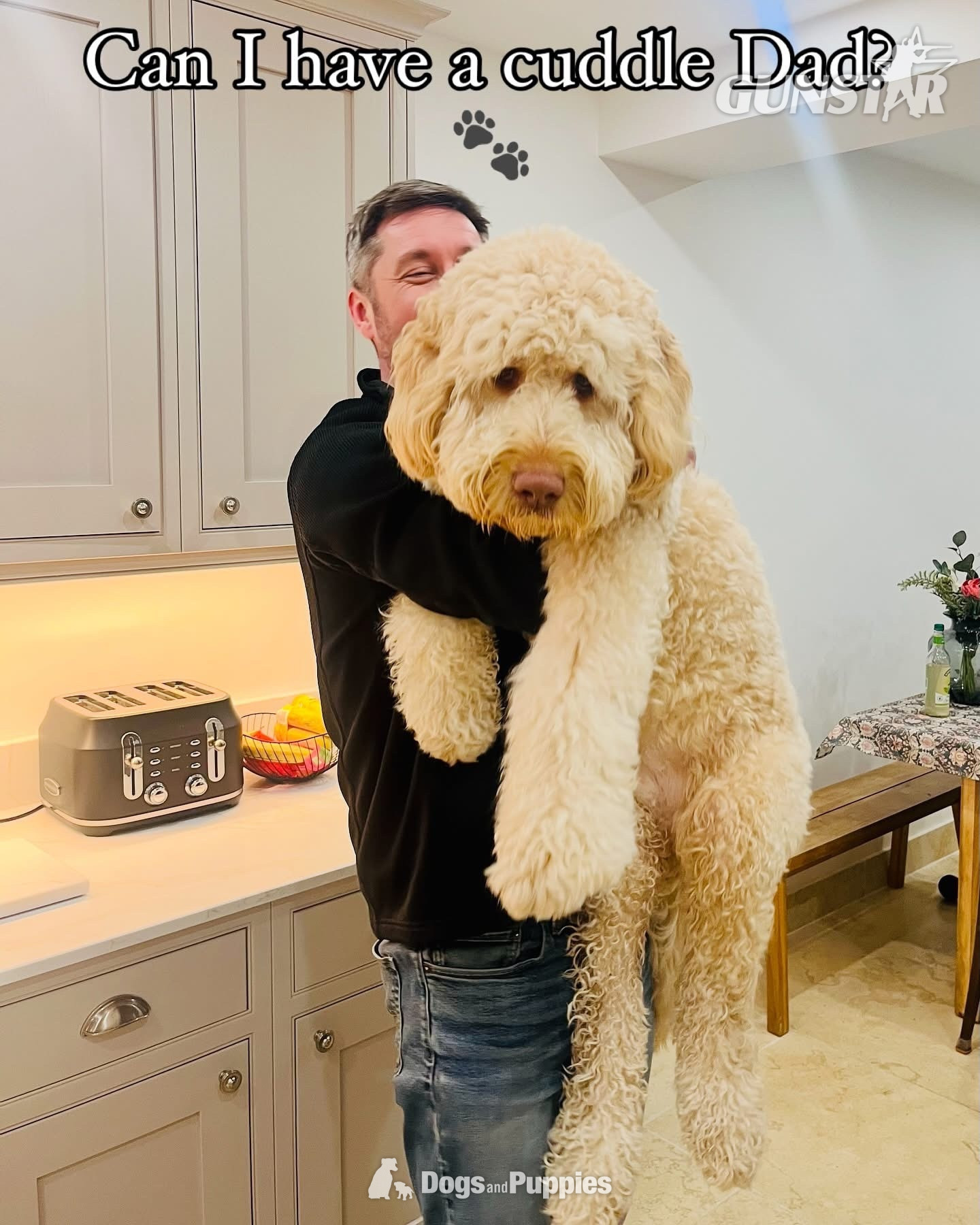 3 Premium DNA Tested, Multigenerational, Large Double Doodle Boys in 