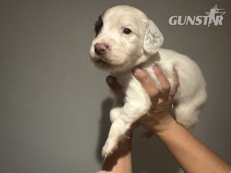  Kc registered English springer spaniels