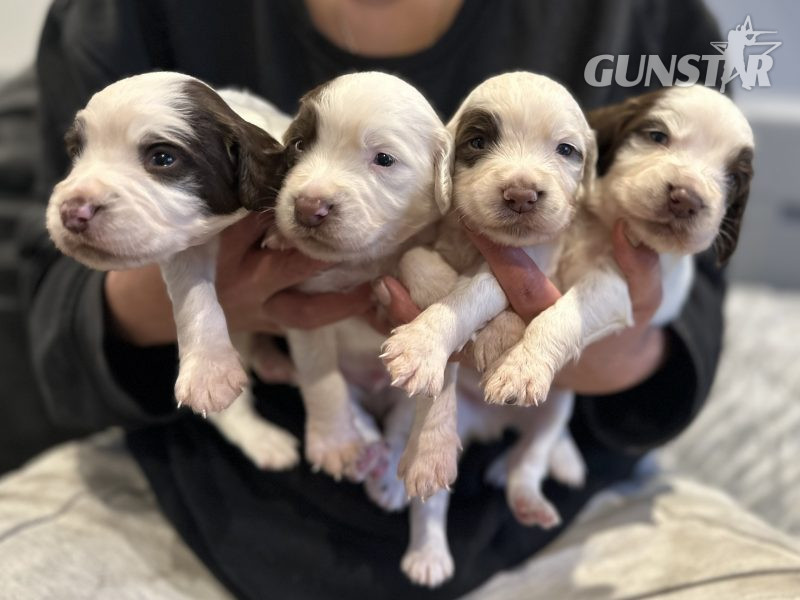Kc registered English springer spaniels in 