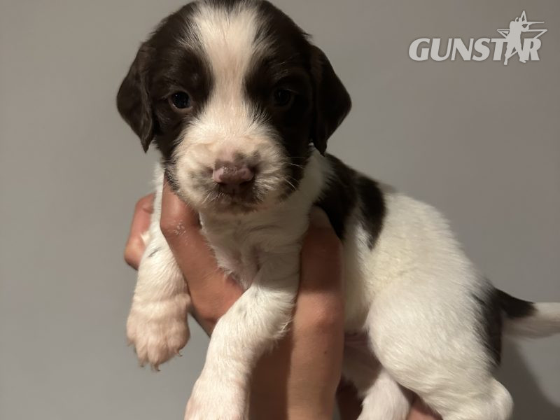 Kc registered English springer spaniels - {CATEGORY}