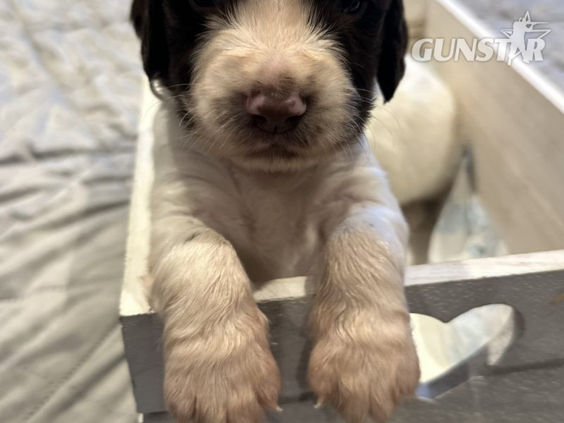 {CATEGORY} - Kc registered English springer spaniels in 