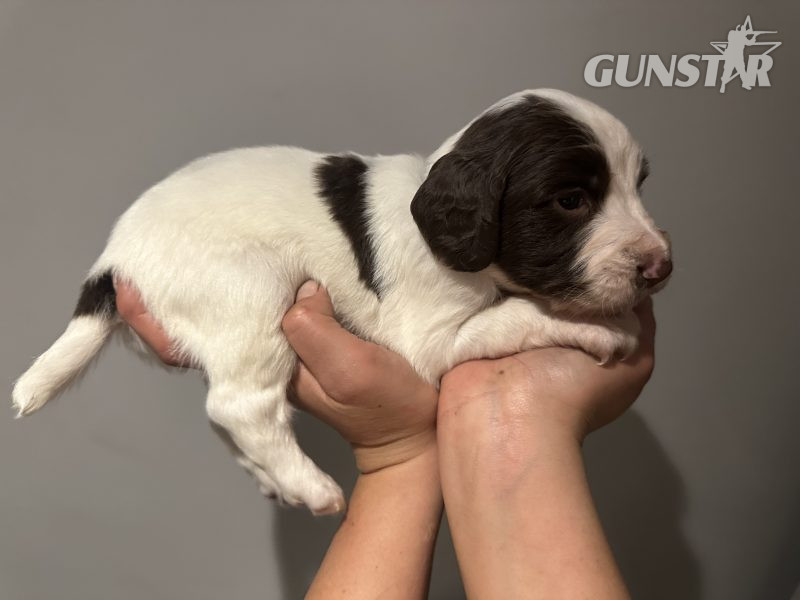 Kc registered English springer spaniels 