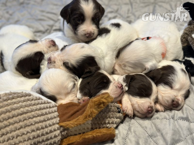Kc registered English springer spaniels