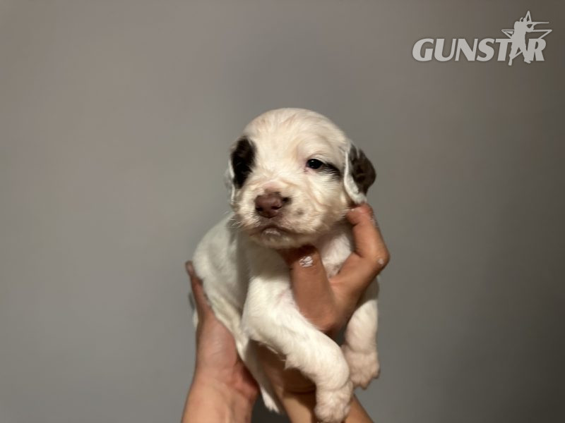 Kc registered English springer spaniels - {CATEGORY} in 