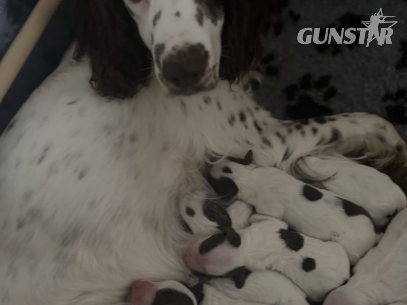 {CATEGORY} - Kc registered English springer spaniels