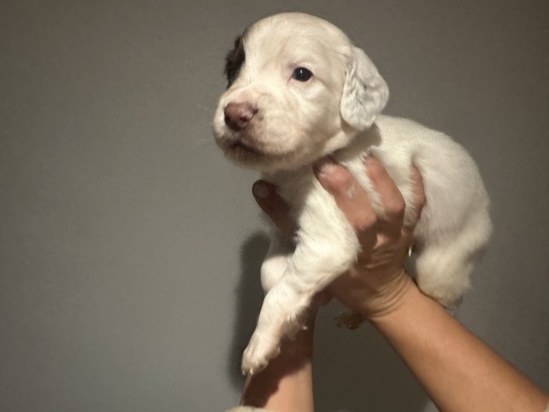  Kc registered English springer spaniels