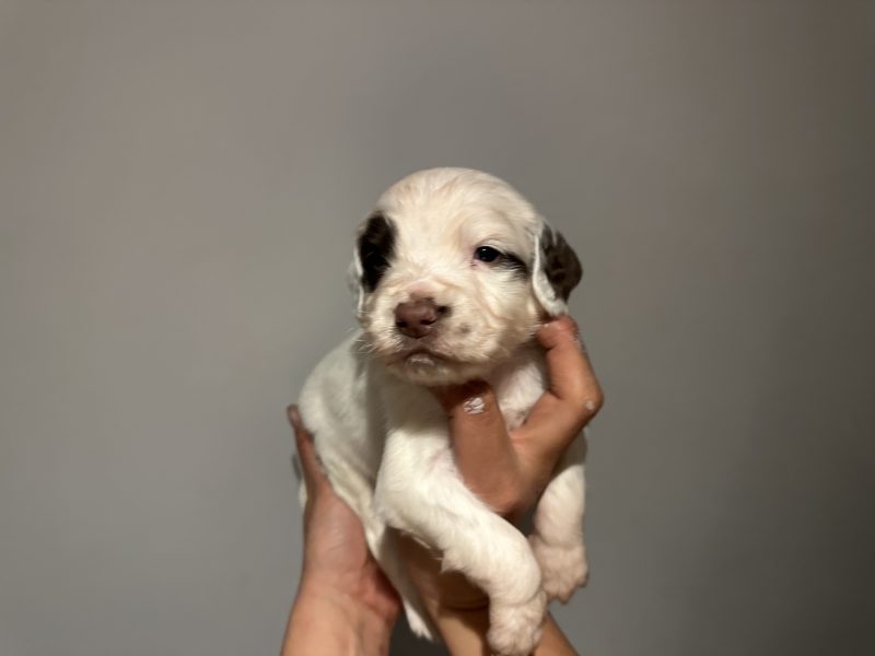Kc registered English springer spaniels - {CATEGORY} in 