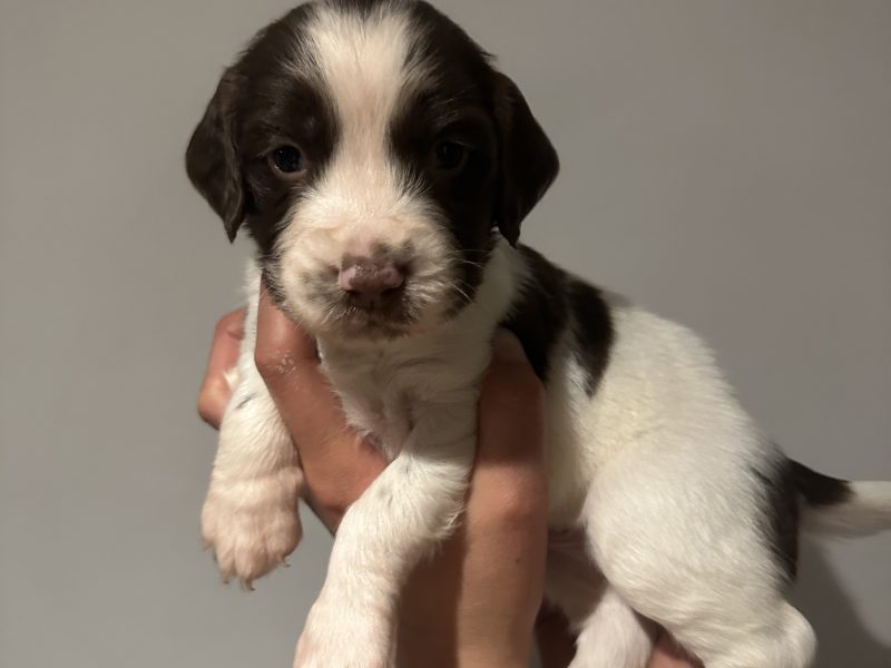 Kc registered English springer spaniels - {CATEGORY}