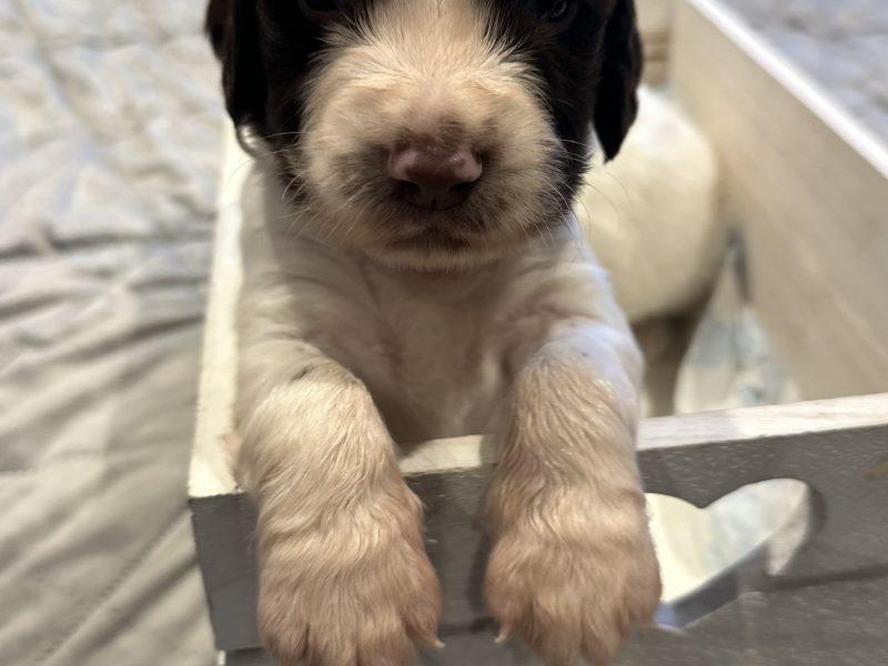 {CATEGORY} - Kc registered English springer spaniels in 