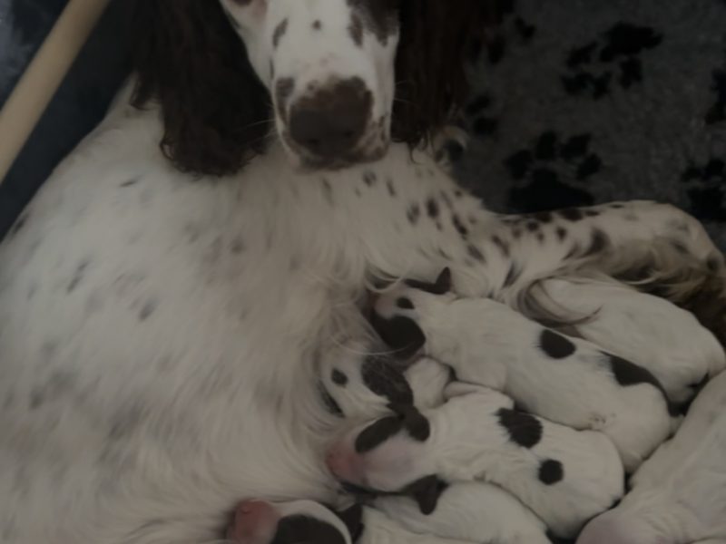 {CATEGORY} - Kc registered English springer spaniels