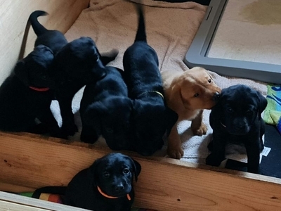 Beautiful Litter